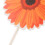 48 Pcs Daisy Topper Para Cupcake, Decorações , 8