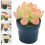 2 Unidades Miniatura Bonsai Vaso 11