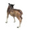 Modell Ornamang 5
