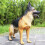 Dog Figurine Realistisk Hundmodell 10