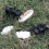 5Pcs Simulation Ant Model Set Konstgjord Djurfigur Plastmyr Leksak 11