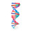 Double Helix Modell Dna Vetenskap Undervisning Montering Leksak 1