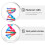 Double Helix Modell Dna Vetenskap Undervisning Montering Leksak 7