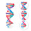 Double Helix Modell Dna Vetenskap Undervisning Montering Leksak 4