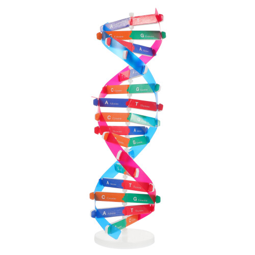 Double Helix Modell Dna Vetenskap Undervisning Montering Leksak 2