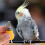 Bird Whistle Toy: Utbildande För Småbarn 7