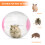 De Ejercicio Para Correr Hamster Actividad 9