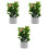 3 Piante Miniature Per Casa Delle , In Vaso 5