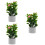 3 Piante Miniature Per Casa Delle , In Vaso 9