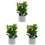 3 Piante Miniature Per Casa Delle , In Vaso 4