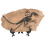 1 Set Dinosauriefossiler Föremål Simulerade Fossil Ornamang 11