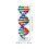 3 Delar Dna-Modell: Diy Helix Kit För Gener Lärande 3