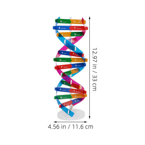 3 Delar Dna-Modell: Diy Helix Kit För Gener Lärande 2