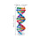 3 Delar Dna-Modell: Diy Helix Kit För Gener Lärande 2