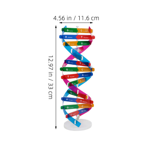 3 Delar Dna-Modell: Diy Helix Kit För Gener Lärande 1