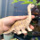 Simulation Dinosaur Trädekoration Konstföremål 11
