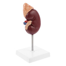 1St Menselijk Orgaanmodel Kunststof Voor Biologieles
