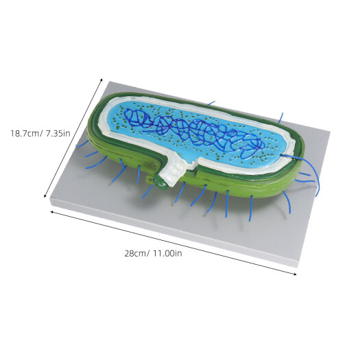 Förstorad Djurcellmodell 3D Kärna För Biologiundervisning 2