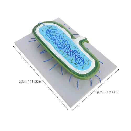 Förstorad Djurcellmodell 3D Kärna För Biologiundervisning 1