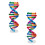 Dna-Modeller Helix Modulkomponenter Vetenskaplig Undervisning 3
