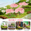 12Pcs Modell Kirsbom Diorama Landskapsdesign 8