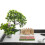 Konstgjorda Gräskluster Simulerade Blomkluster Mini Planttofs För DIY 6