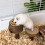 Stable Wooden Pet Food Dishes With Chewing Function For Hamsters 7