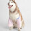 Pet Knee Guards Thermal Insulation Elbow Protector Knee-Blue XL 6