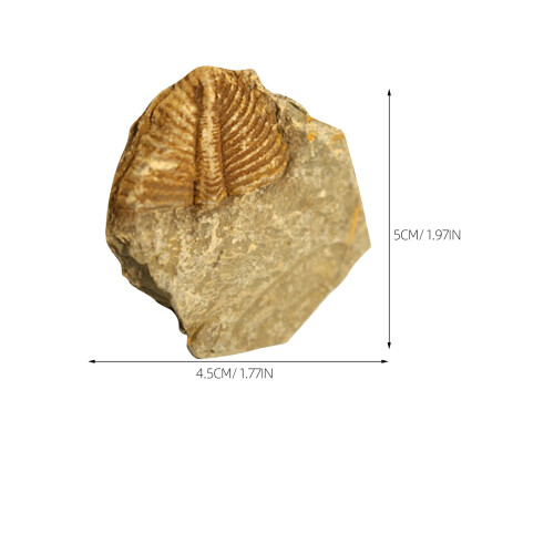 2 Delar Paleontologi Undervisningsmaterial 2