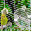 Auto Touch Activated Bird Waterer 250ml Corrosion Resistant Cage 4