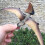 1 St Pterosaurmodell Solid Dinosauriemodell Djurfigur 7