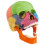 Detachable Skull Model for Anatomy Study Bright Colors 1