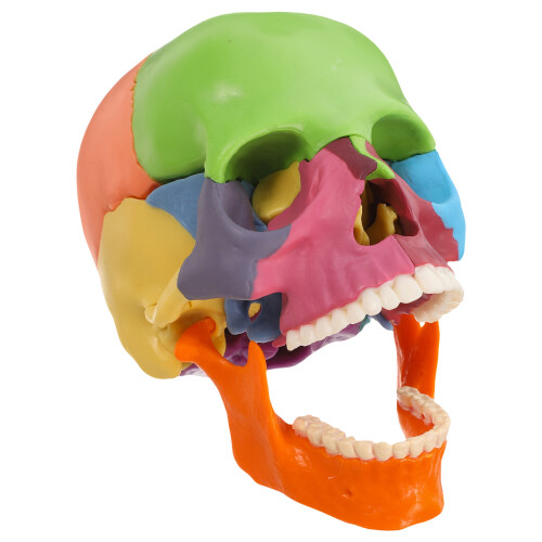 Detachable Skull Model for Anatomy Study Bright Colors