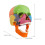 Detachable Skull Model for Anatomy Study Bright Colors 2