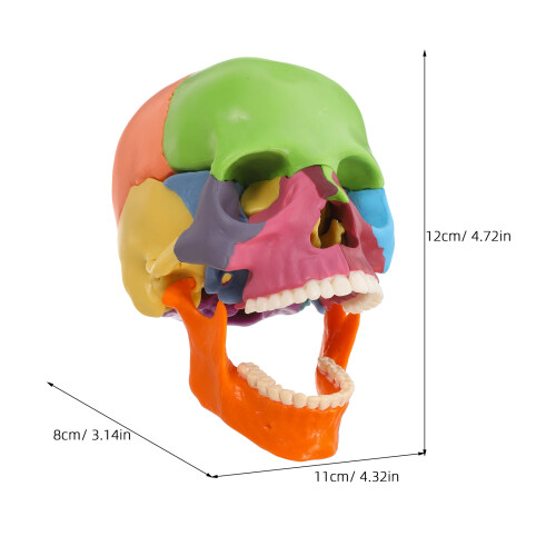 Detachable Skull Model for Anatomy Study Bright Colors 1