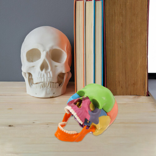 Detachable Skull Model for Anatomy Study Bright Colors 2