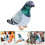 Pombo De Pelúcia , De Desenho , Brinquedo 6