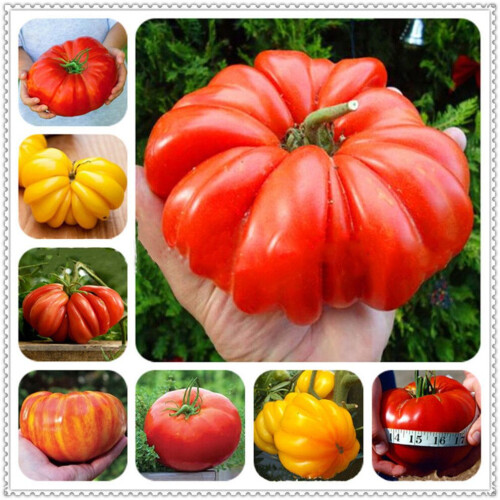 100 tomatenzaden voor de moestuin, 15x6x1 cm, 20 g