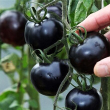 100 tomatenzaden voor de moestuin, 15x6x1 cm