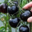 100 tomatenzaden voor de moestuin, 15x6x1 cm 1