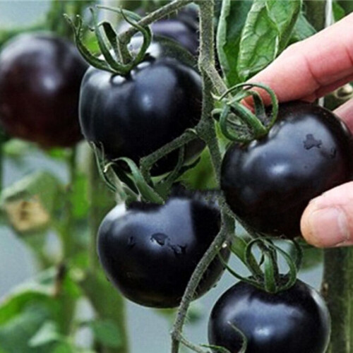 100 tomatenzaden voor de moestuin, 15x6x1 cm