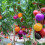 100 tomatenzaden voor de moestuin, 15x6x1 cm 4