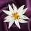 Broche Edelweiss en émail léger, facile à porter sur n'importe 4