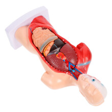 1Set PVC Model Menselijke Organen Multikleur Lesmateriaal