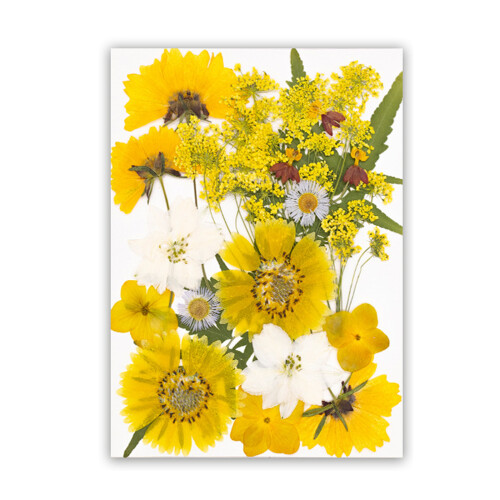Premium Handmade Pressed Flower Supplies DIY Art Projects-A