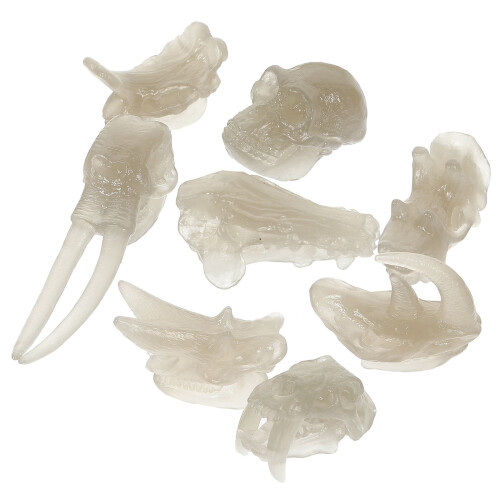 2 Sets Dinosaurier Knochenformen Schädel Leuchtend 1