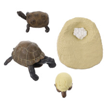 2 Sets Schildkröten Wachstumszyklus Modelle Kognitive Spielzeuge