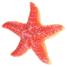Realistische Seestern Figur, Simuliertes Meerestier, Modell