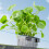 Hanging Fishtanks Plant-White round shape Suitable for thickne 6