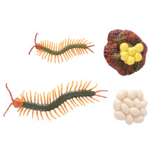 1 Set Insektenmodell Lebenszyklus Spielzeug